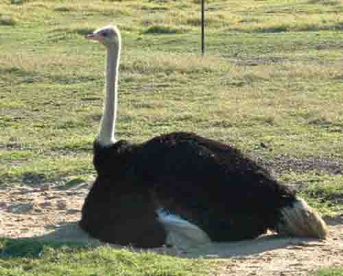 Ostrich 
